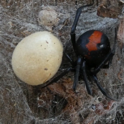Latrodectus hasselti (Redback Spider) at Flea Bog Flat to Emu Creek Corridor - 19 Mar 2023 by JohnGiacon