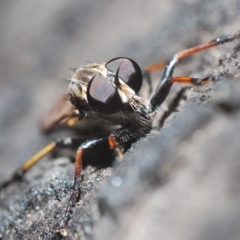Cerdistus sp. (genus) (Yellow Slender Robber Fly) at Tinderry, NSW - 21 Mar 2023 by Harrisi