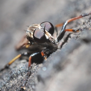 Cerdistus sp. (genus) at Tinderry, NSW - 21 Mar 2023