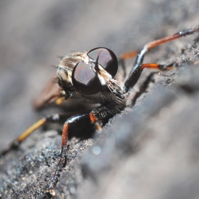 Cerdistus sp. (genus) (Yellow Slender Robber Fly) at Tinderry Nature Reserve - 21 Mar 2023 by Harrisi