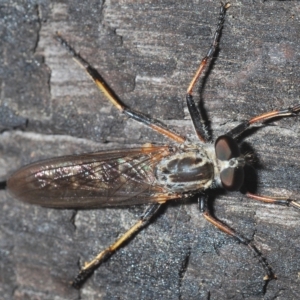 Cerdistus sp. (genus) at Tinderry, NSW - 21 Mar 2023 03:25 PM