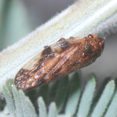 Anyllis leiala (Froghopper) at Tinderry, NSW - 21 Mar 2023 by Harrisi