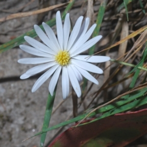 Brachyscome sp. at Tinderry, NSW - 21 Mar 2023 04:39 PM