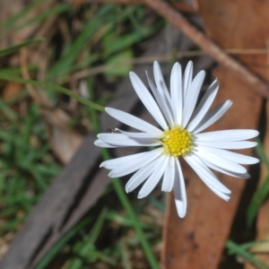 Brachyscome sp. at Tinderry, NSW - 21 Mar 2023 04:39 PM