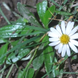 Brachyscome sp. at Tinderry, NSW - 21 Mar 2023 04:39 PM