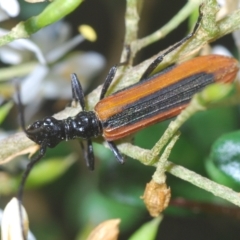 Stenoderus suturalis (Stinking Longhorn) at Tinderry, NSW - 21 Mar 2023 by Harrisi