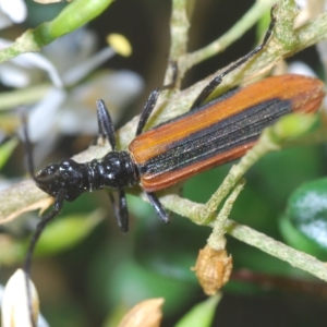 Stenoderus suturalis at Tinderry, NSW - 21 Mar 2023