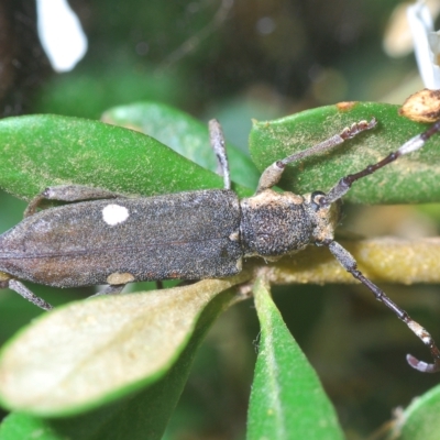 Pempsamacra pygmaea (Longhorn beetle) at Tinderry Nature Reserve - 21 Mar 2023 by Harrisi