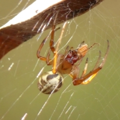 Phonognatha graeffei (Leaf Curling Spider) at Thirlmere, NSW - 15 Feb 2023 by Curiosity