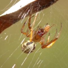 Phonognatha graeffei (Leaf Curling Spider) at Thirlmere, NSW - 14 Feb 2023 by Curiosity