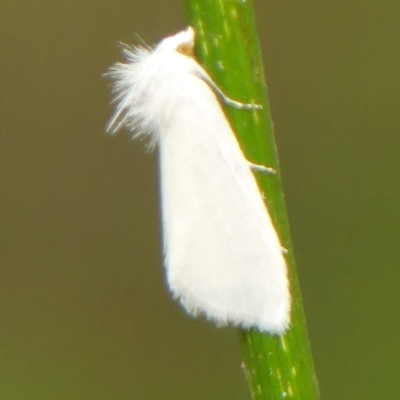 Tipanaea patulella (The White Crambid moth) at Thirlmere, NSW - 15 Feb 2023 by Curiosity