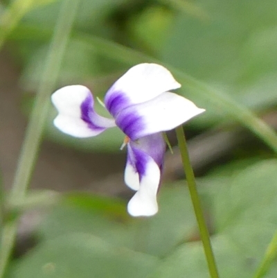 Viola hederacea (Ivy-leaved Violet) at Thirlmere, NSW - 15 Feb 2023 by Curiosity