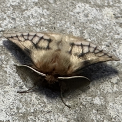 Pterolocera undescribed species (Unidentified Grass anthelid moth) at Pialligo, ACT - 21 Mar 2023 by Bugologist