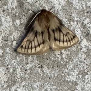 Pterolocera undescribed species at Pialligo, ACT - 22 Mar 2023