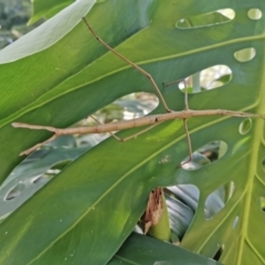 Acrophylla titan (Titan Stick Insect) at Turramurra, NSW - 18 Mar 2023 by tesslafillion