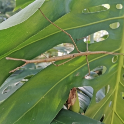 Acrophylla titan (Titan Stick Insect) at Turramurra, NSW - 18 Mar 2023 by tesslafillion