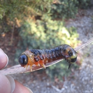 Perginae sp. (subfamily) at Bruce, ACT - 15 Mar 2023