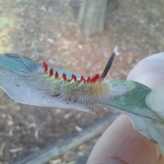 Trichiocercus sparshalli (Sparshall's Moth) at University of Canberra - 13 Mar 2023 by Rydar