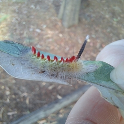 Trichiocercus sparshalli (Sparshall's Moth) at Bruce, ACT - 14 Mar 2023 by Rydar