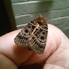 Proteuxoa sanguinipuncta (Blood-spotted Noctuid) at Lyons, ACT - 1 Mar 2023 by Rydar