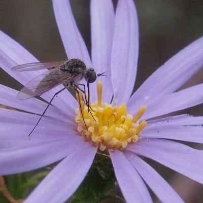 Geron sp. (genus) (Slender Bee Fly) at Tennent, ACT - 21 Mar 2023 by BarrieR