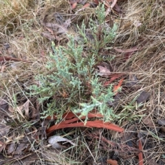 Juniperus communis at Aranda, ACT - 22 Mar 2023 09:34 AM