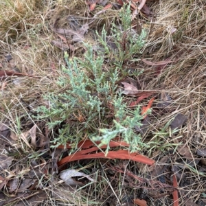 Juniperus communis at Aranda, ACT - 22 Mar 2023 09:34 AM