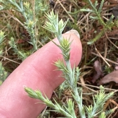 Juniperus communis at Aranda, ACT - 22 Mar 2023 09:34 AM