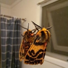 Ardices curvata (Crimson Tiger Moth) at Lyons, ACT - 22 Jan 2023 by Rydar