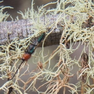 Brachytria centralis at Tharwa, ACT - 21 Mar 2023