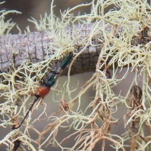 Brachytria centralis at Tharwa, ACT - 21 Mar 2023 11:32 AM