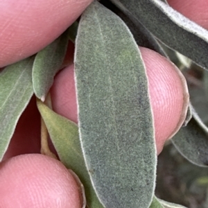 Grevillea arenaria at Aranda, ACT - 22 Mar 2023