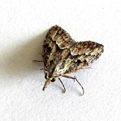 Nola phaeogramma (Nola phaeogramma) at Crooked Corner, NSW - 21 Mar 2023 by Milly