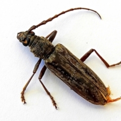 Pachydissus sp. (genus) (Longhorn or longicorn beetle) at Crooked Corner, NSW - 18 Mar 2023 by Milly