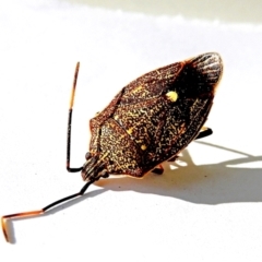 Poecilometis strigatus (Gum Tree Shield Bug) at Crooked Corner, NSW - 18 Mar 2023 by Milly