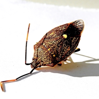 Poecilometis strigatus (Gum Tree Shield Bug) at Crooked Corner, NSW - 19 Mar 2023 by Milly