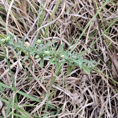 Hypericum perforatum (St John's Wort) at Hawker, ACT - 20 Mar 2023 by sangio7