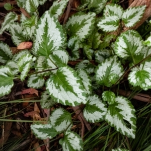 Lamium argentatum at Tennent, ACT - 8 Feb 2023 09:22 AM