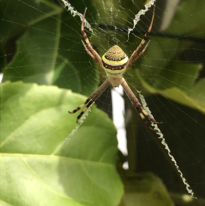 Argiope keyserlingi (St Andrew's Cross Spider) at Evans Head, NSW - 22 Mar 2023 by AliClaw