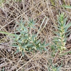 Melichrus urceolatus (Urn Heath) at The Pinnacle - 20 Mar 2023 by sangio7