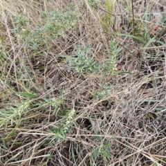 Melichrus urceolatus at Hawker, ACT - 21 Mar 2023