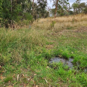 Crinia signifera at Deakin, ACT - 22 Mar 2023