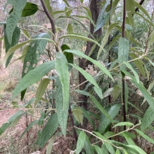 Olearia lirata at Hackett, ACT - 22 Mar 2023 10:08 AM