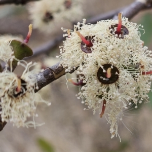 Eucalyptus sp. at Hawker, ACT - 21 Mar 2023 12:15 PM