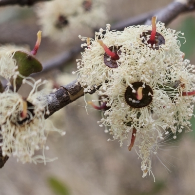 Eucalyptus sp. (A Gum Tree) at The Pinnacle - 21 Mar 2023 by sangio7