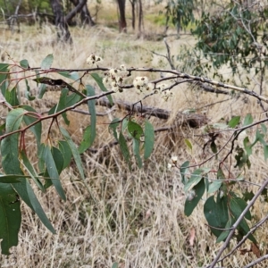 Eucalyptus sp. at Hawker, ACT - 21 Mar 2023 12:15 PM