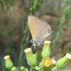 Nacaduba biocellata (Two-spotted Line-Blue) at Acton, ACT - 12 Mar 2023 by Christine