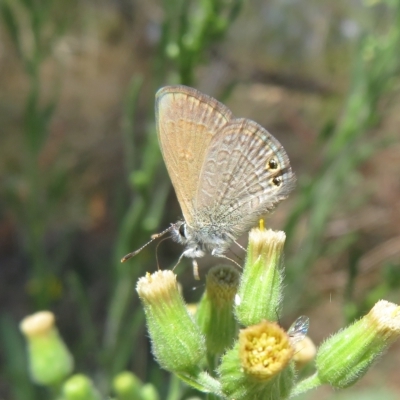 Nacaduba biocellata (Two-spotted Line-Blue) at Acton, ACT - 12 Mar 2023 by Christine