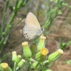 Nacaduba biocellata at Acton, ACT - 12 Mar 2023