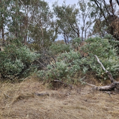 Acacia cultriformis (Knife Leaf Wattle) at The Pinnacle - 21 Mar 2023 by sangio7